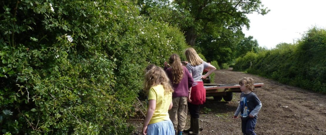 Counting hedgerow species on a CPRE farm walk