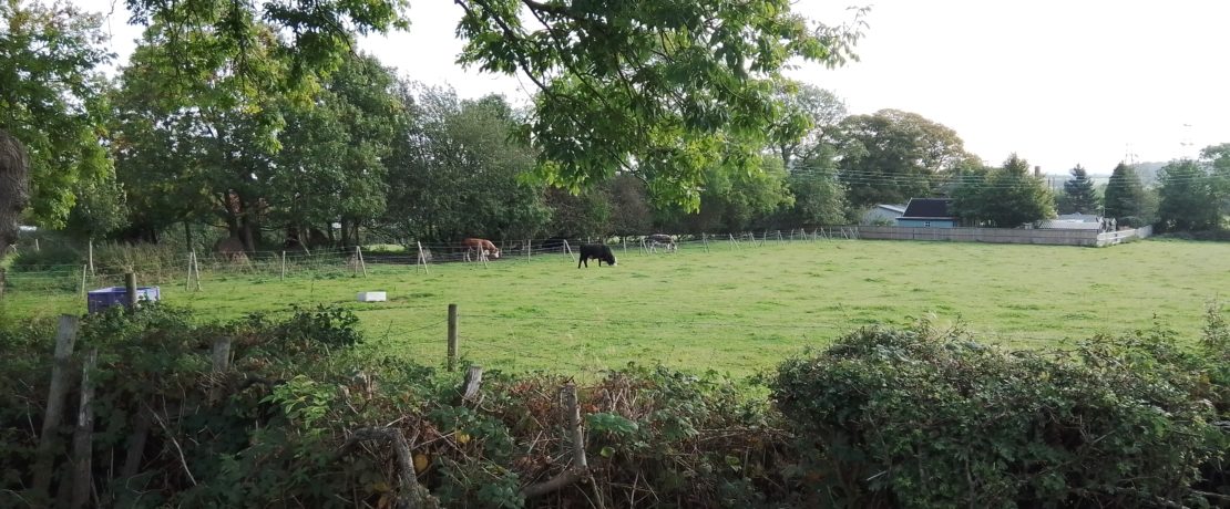 Cows in a field at Calow