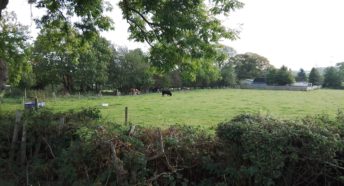 Cows in a field at Calow