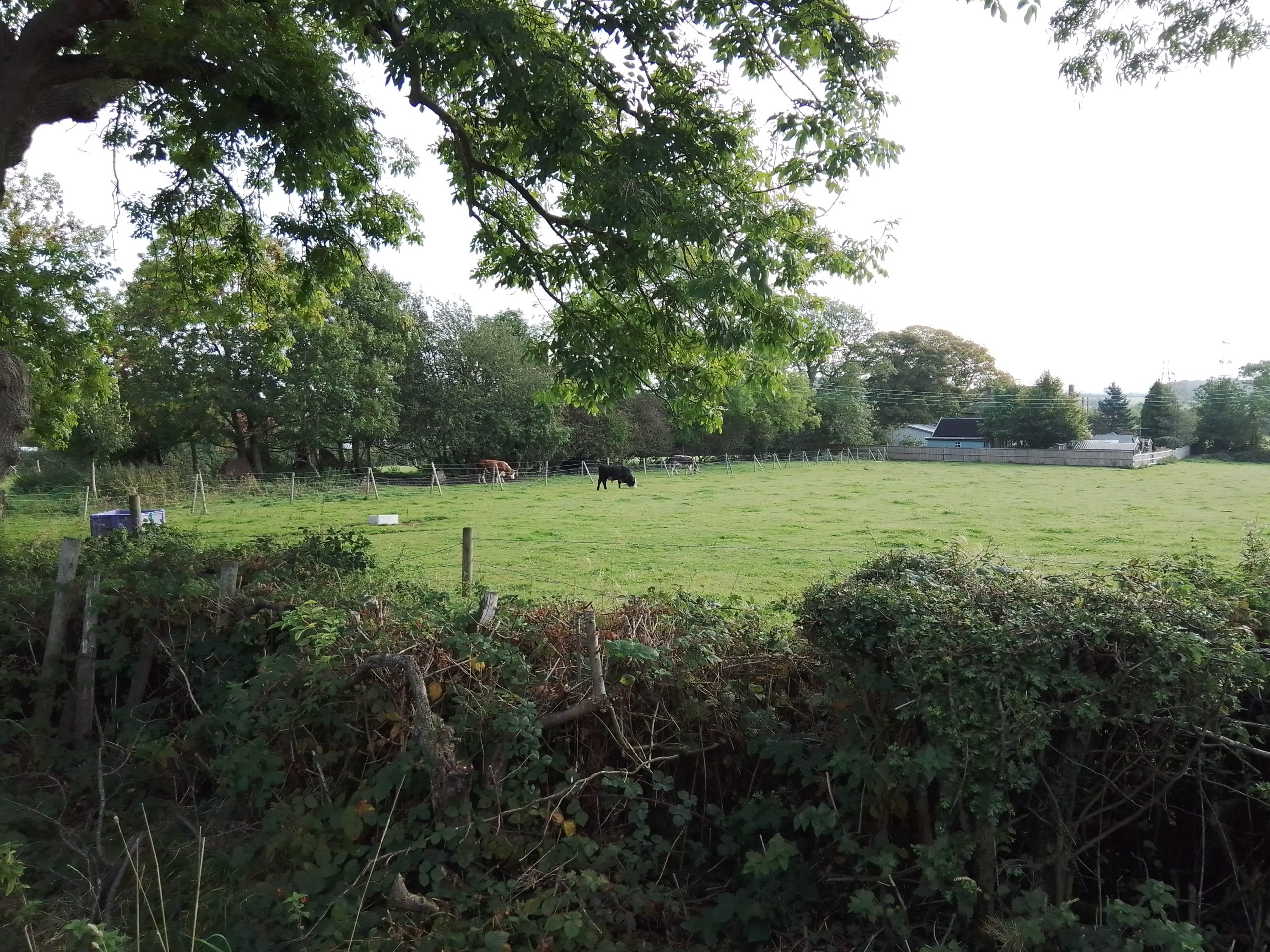 Cows in a field at Calow