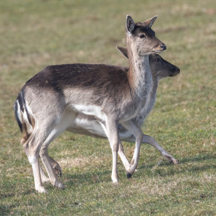 Two roe deer walking along a field