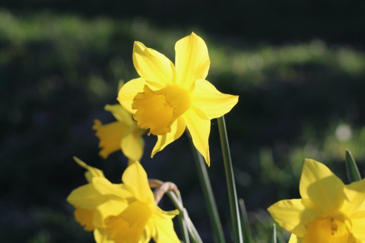 Daffodils in full bloom in winter