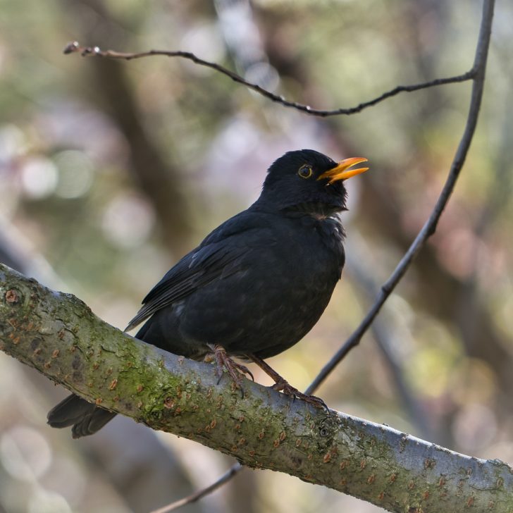 A blackbird singing on a bare tree