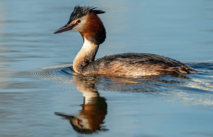A great crested grebe in a lake