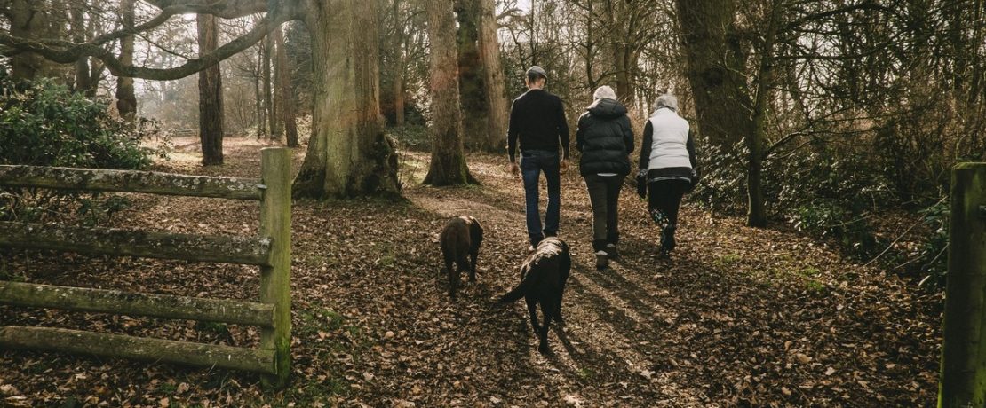 A family walking through woodland in the winter with two dogs