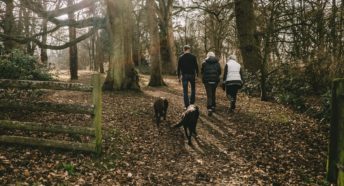 A family walking through woodland in the winter with two dogs
