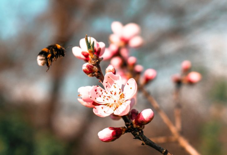  A bumblebee flies towards a blossom flower