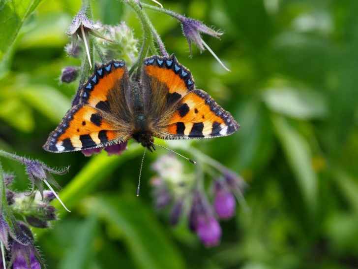 A tortoiseshell butterfly on a plant