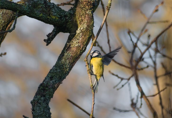 A great tit gripping a thin tree branch