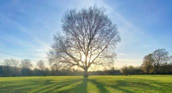 Sun casting a shadow through a bare tree