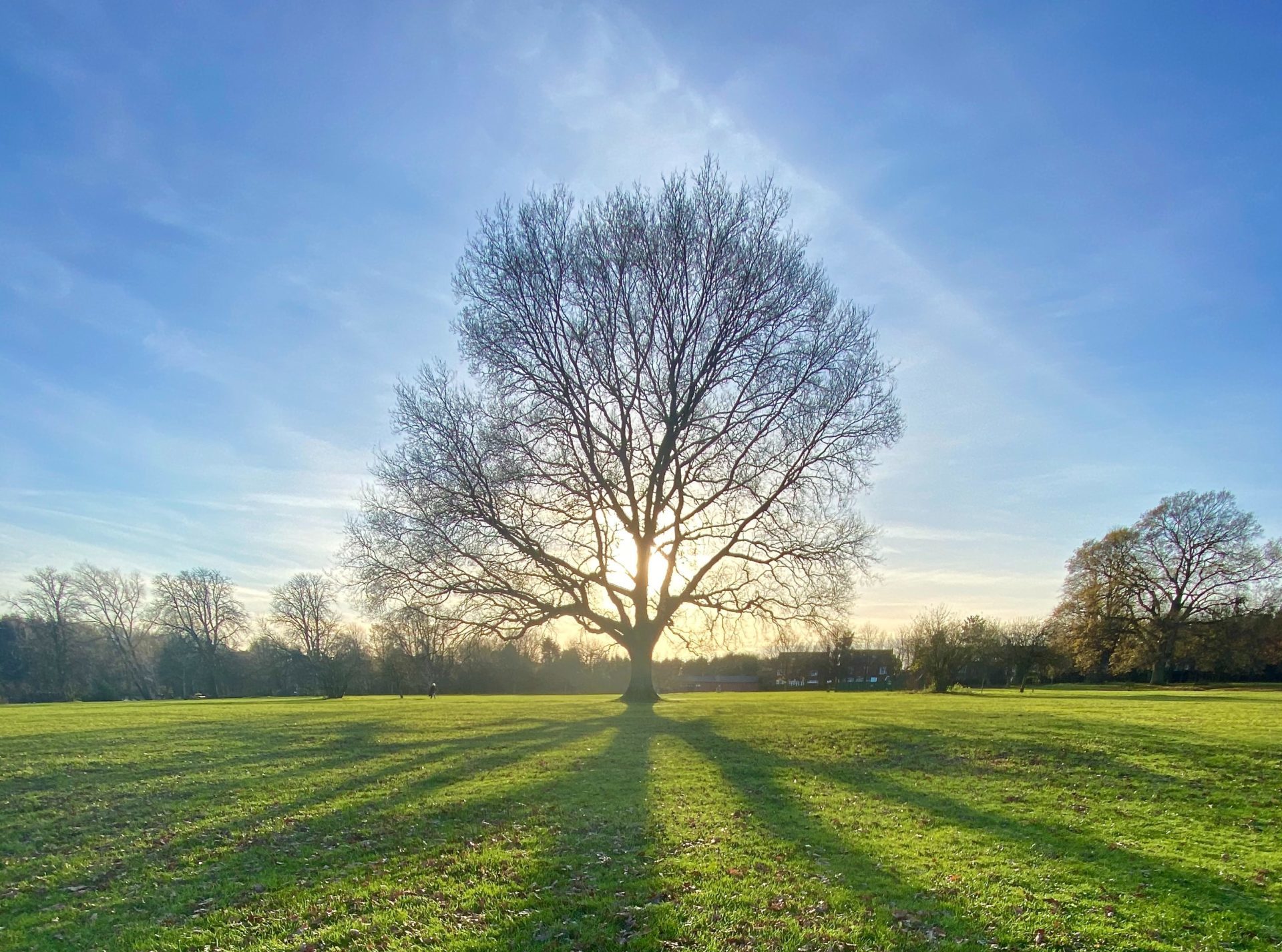 Sun casting a shadow through a bare tree