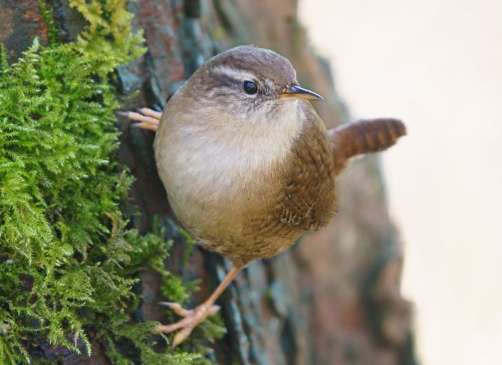 A wren bird on a mossy tree