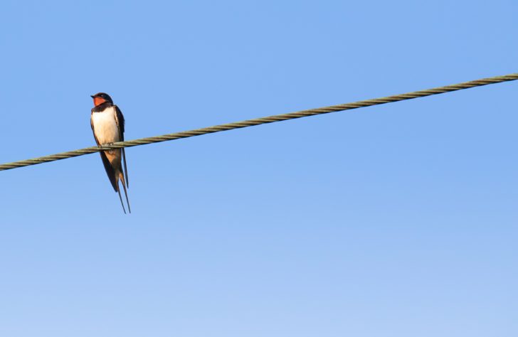 A swallow bird on a telephone wire