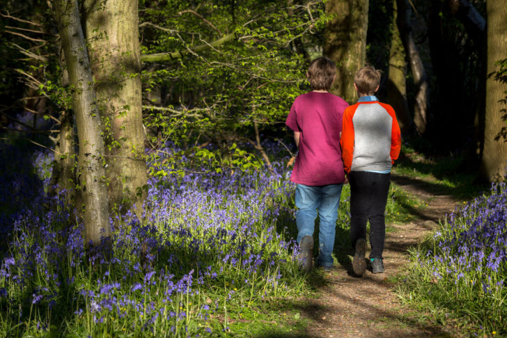 Two children walking among bluebells