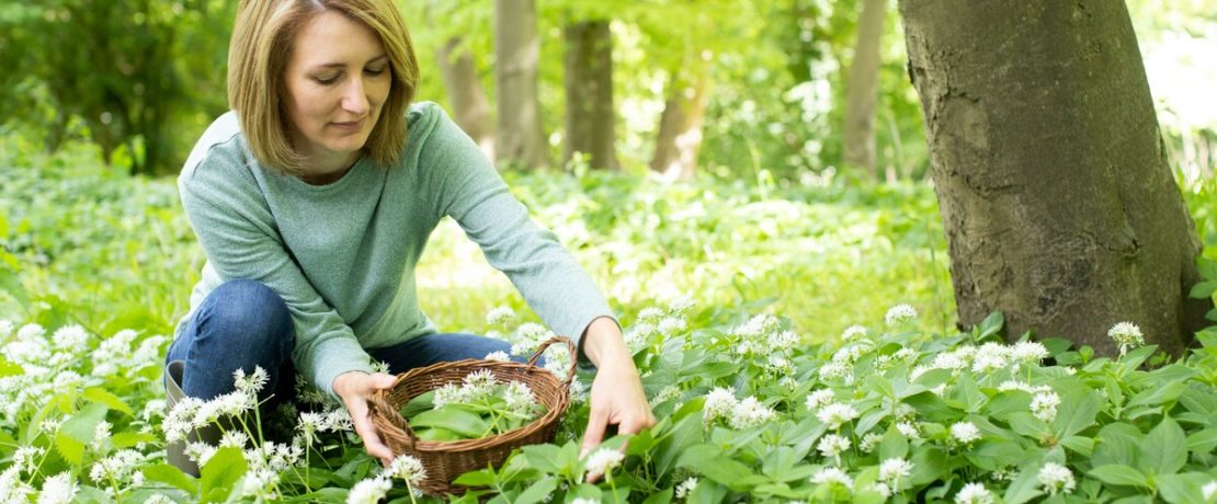 Woman collecting wild garlic from woodland