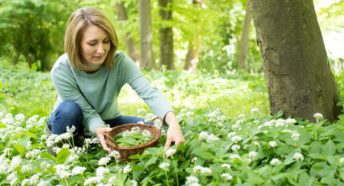 Woman collecting wild garlic from woodland