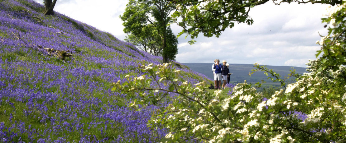 People walking among purple flowers