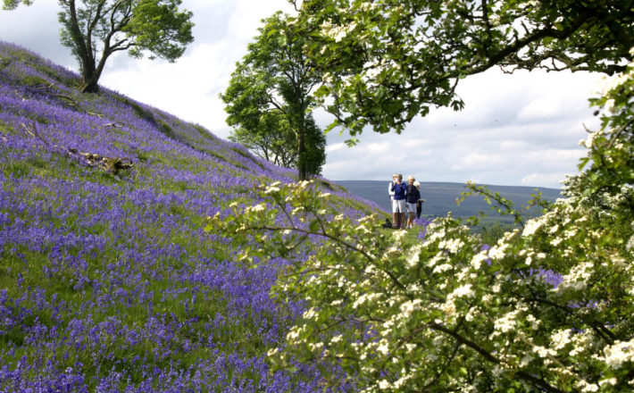 People walking among purple flowers