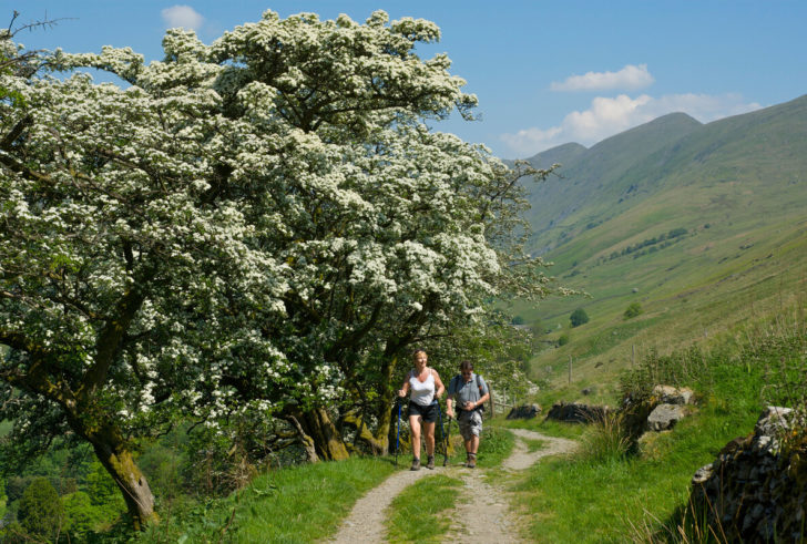 Walkers walking next to hawthorn trees in bloom