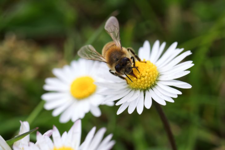 A bee on a daisy