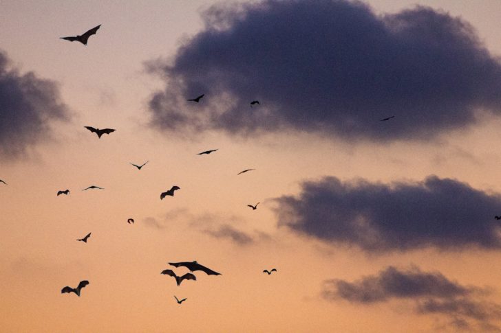 Bats flying in the sky at dusk