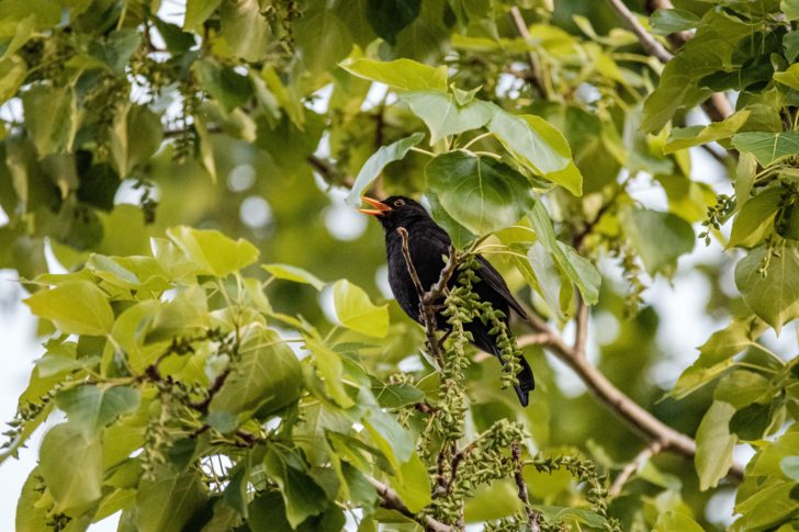 Blackbird singing in a tree