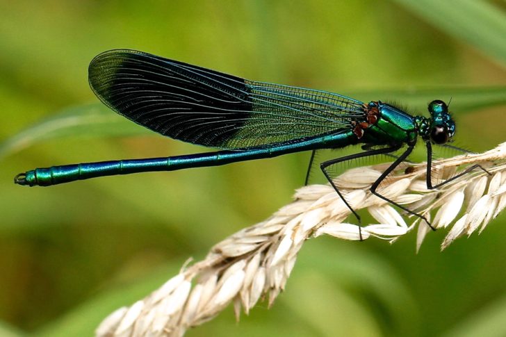 Damselfly on a cereal plant