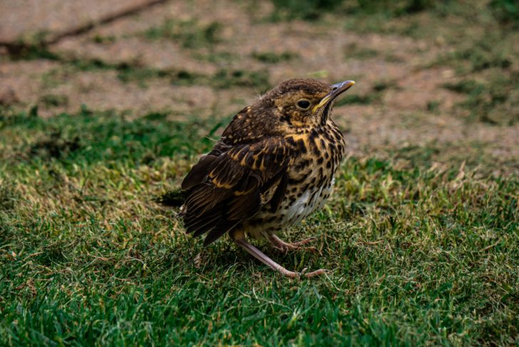 A juvenile blackbird